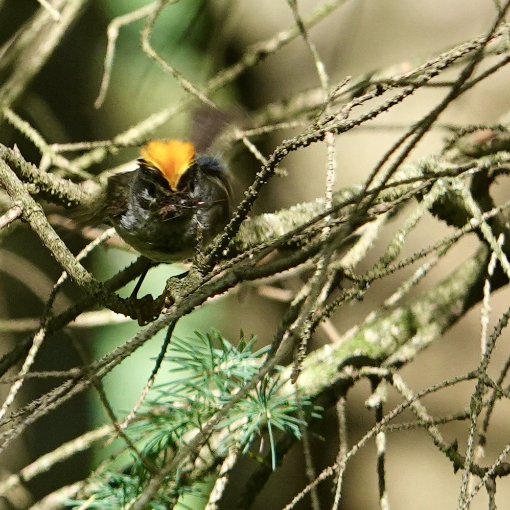 Golden-crowned Kinglet - ML638293978