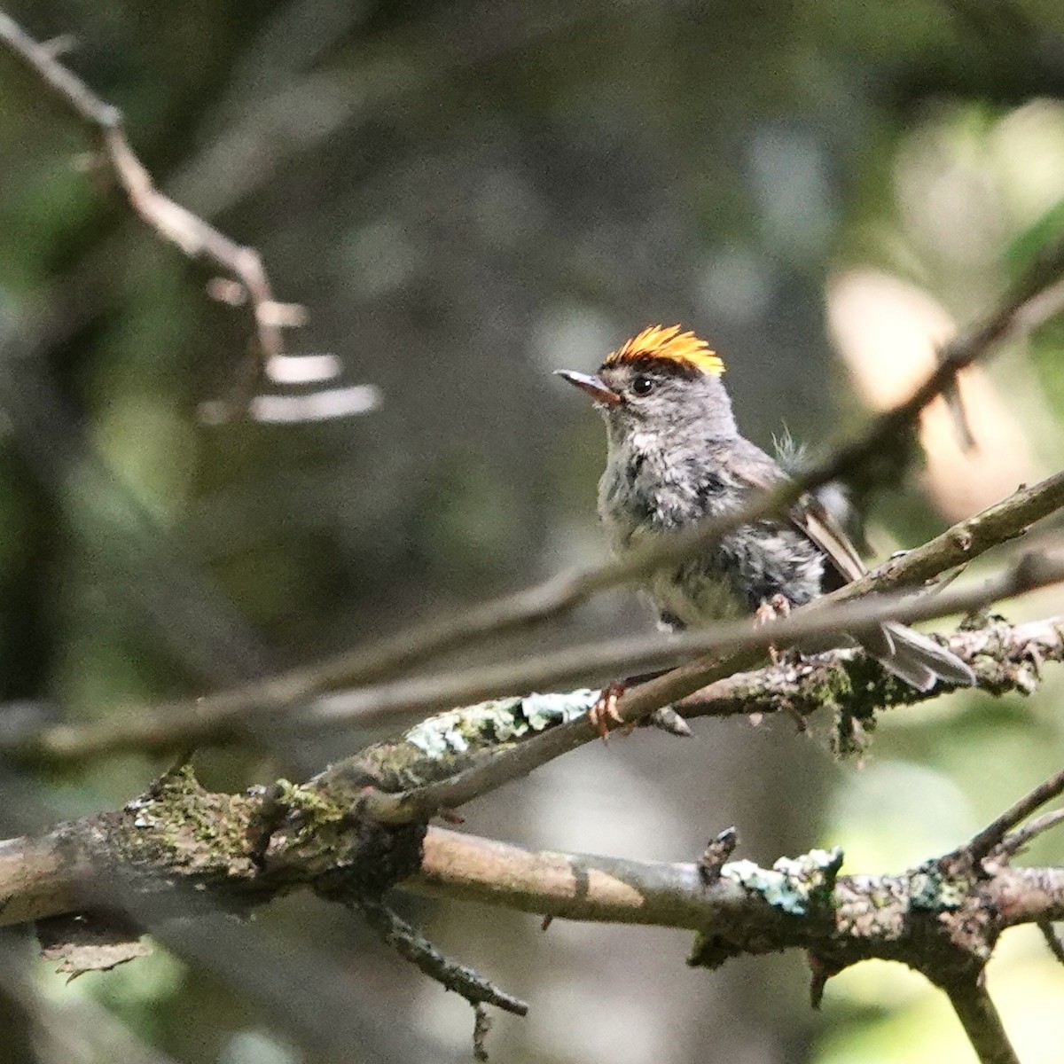 Golden-crowned Kinglet - ML638293979