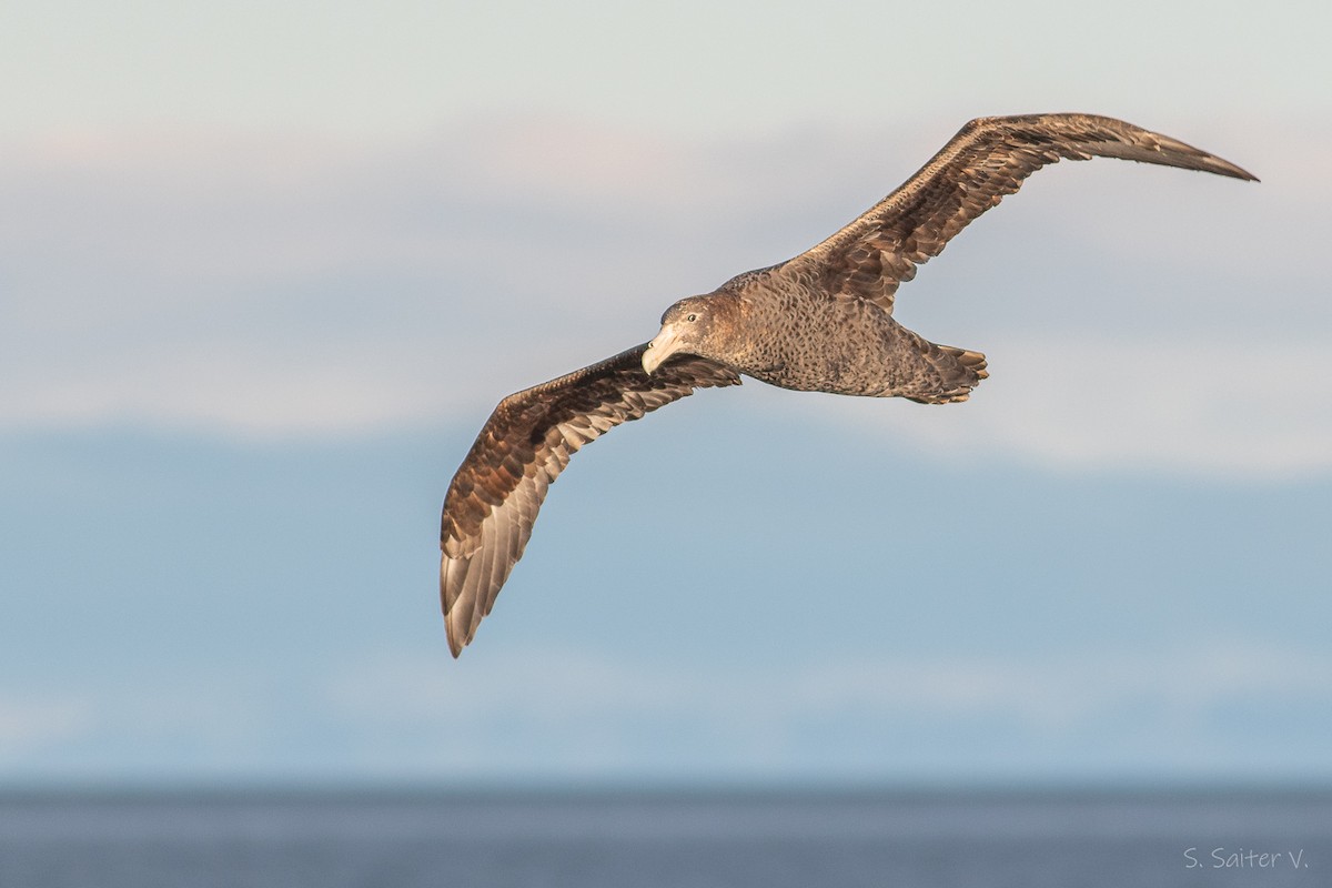 Southern Giant-Petrel - ML638293982