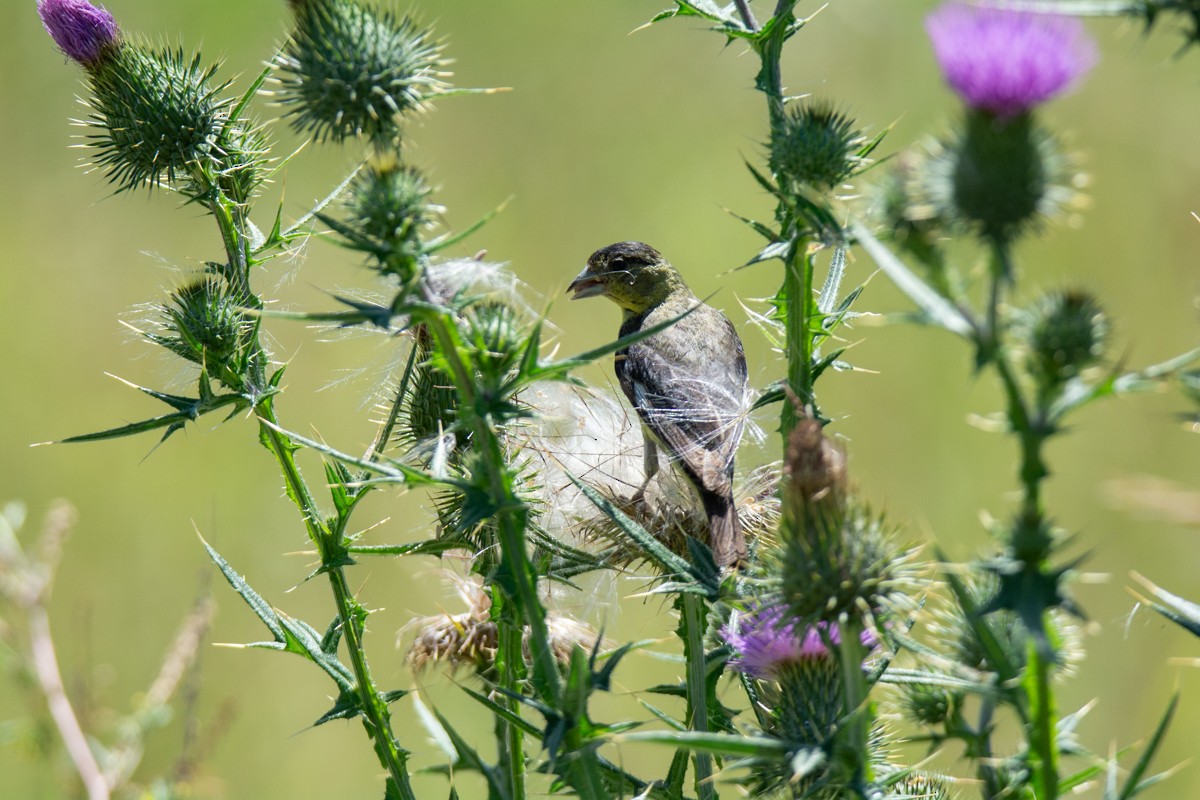 Lesser Goldfinch - ML638293983