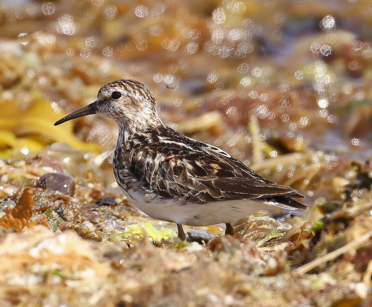 Least Sandpiper - ML638293986