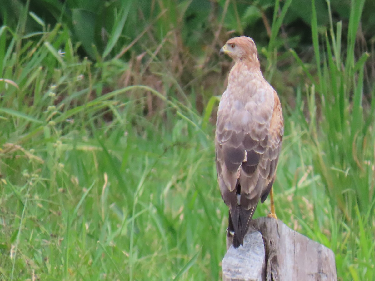 Savanna Hawk - ML638293989