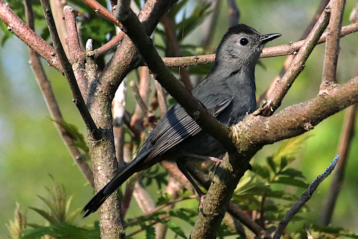 Gray Catbird - ML638293991