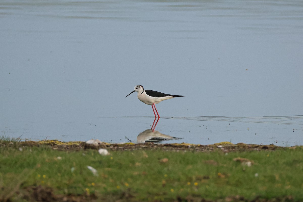 Black-winged Stilt - ML638293997