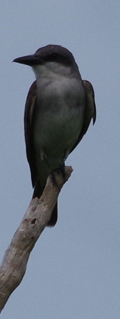 Gray Kingbird - ML638293998