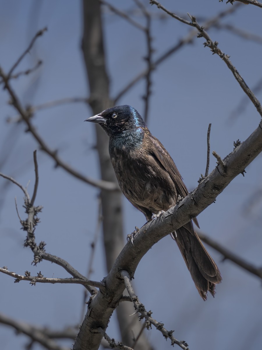 Common Grackle - ML638294000