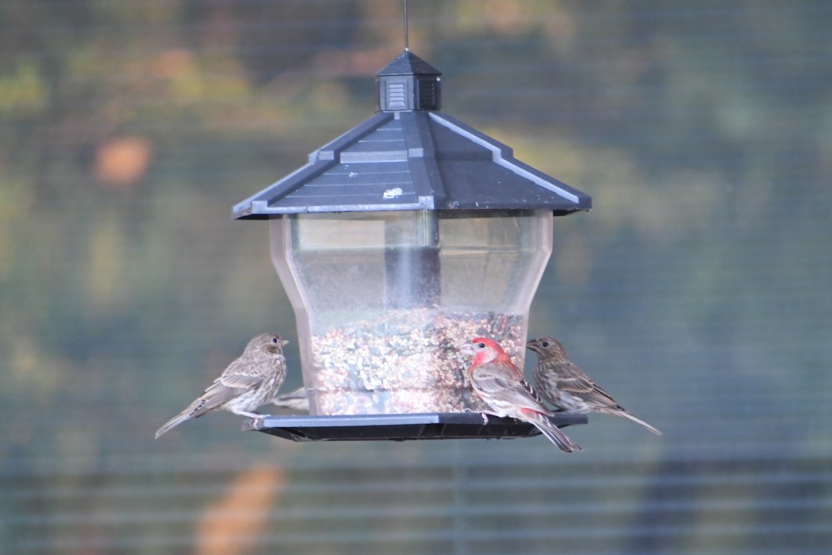 House Finch - ML638294005
