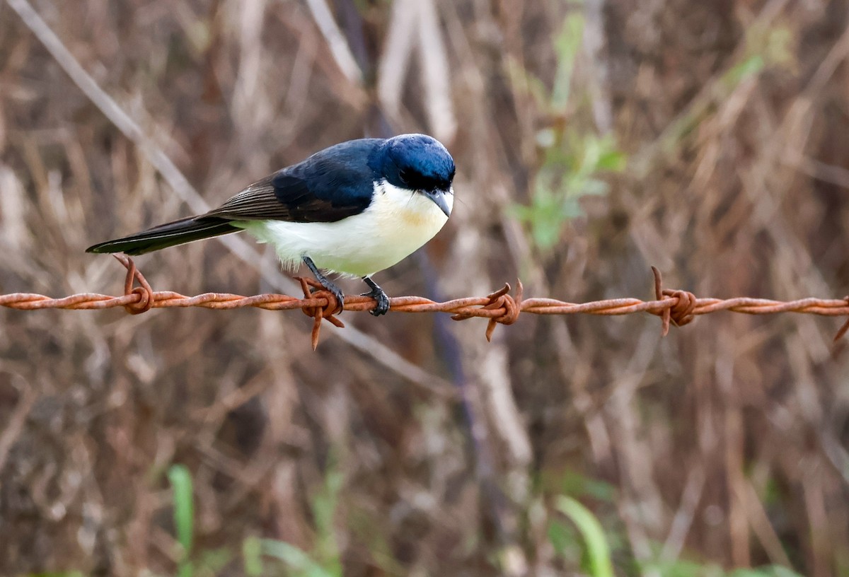 Restless Flycatcher - ML638294006