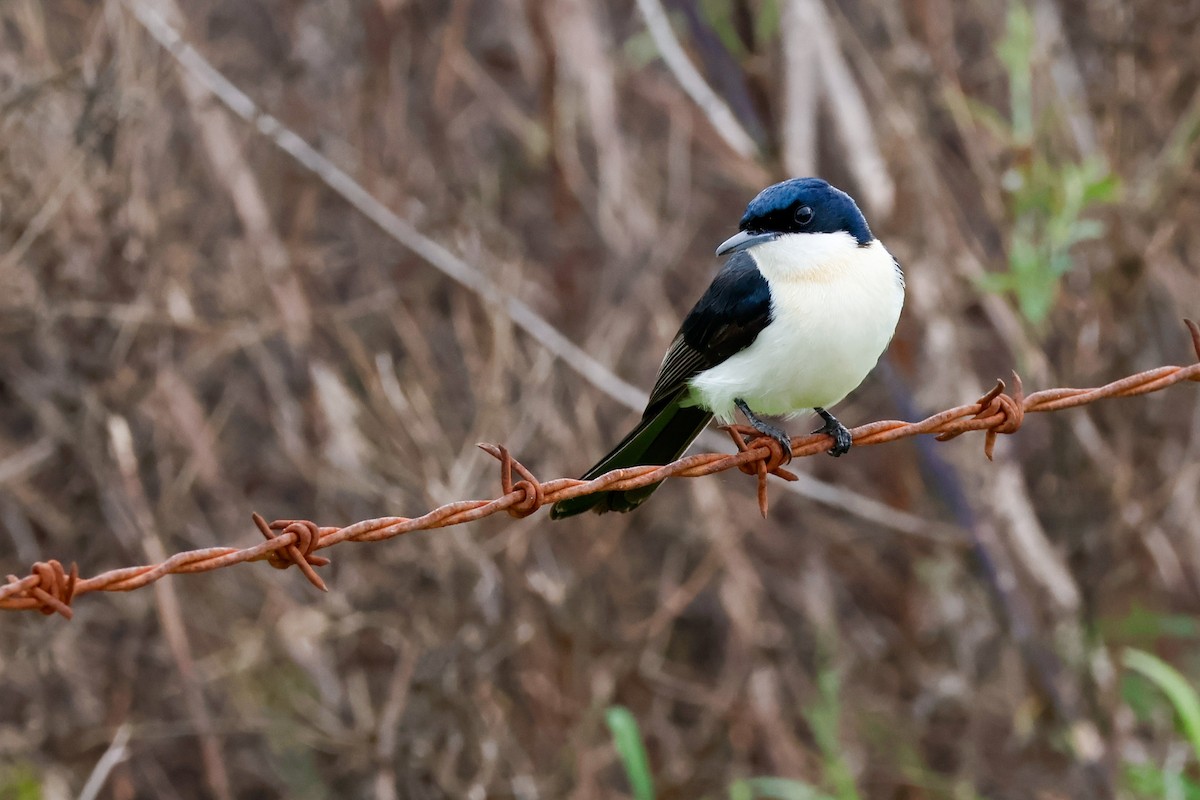 Restless Flycatcher - ML638294007
