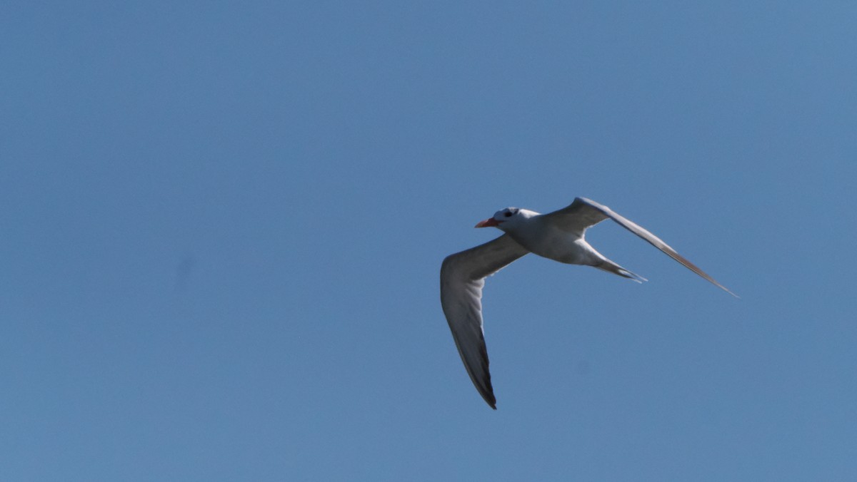 Royal Tern - ML638294020