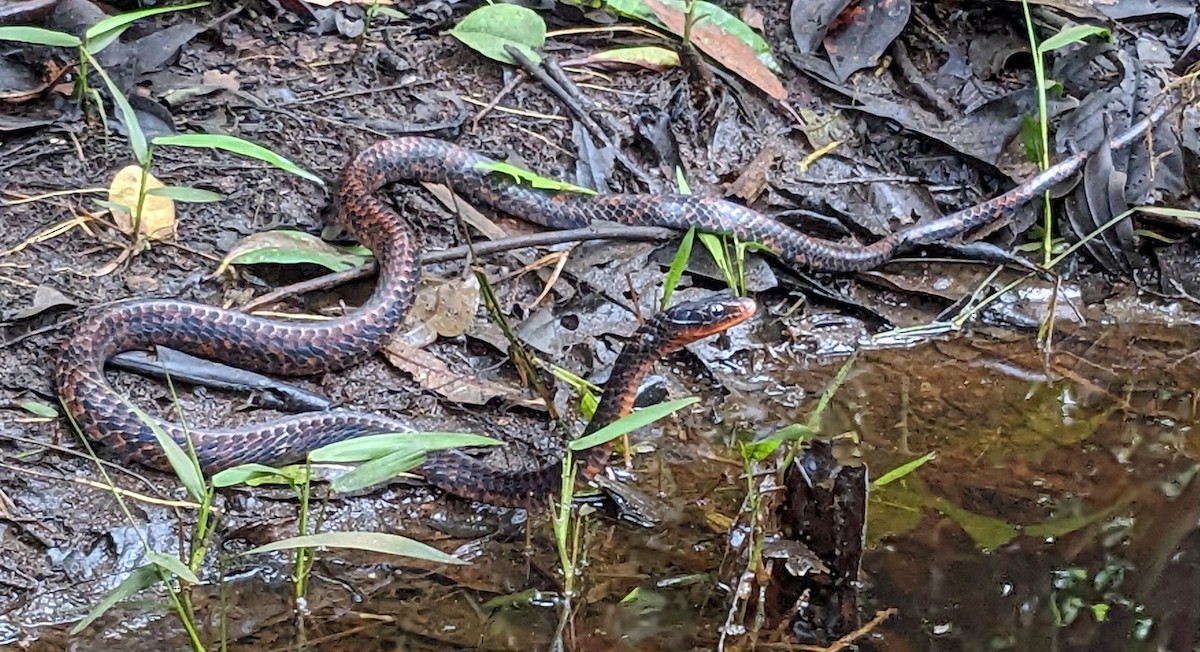 Wagler's Sipo - ML638294023