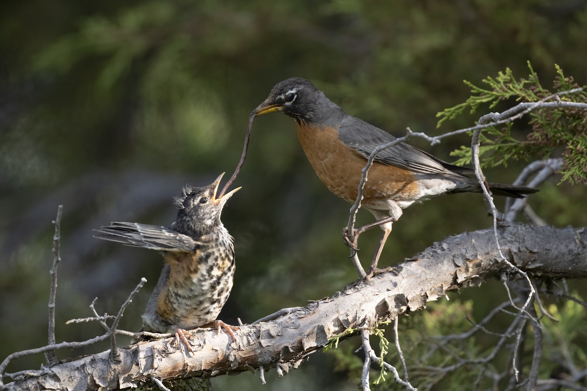 American Robin - ML638294024