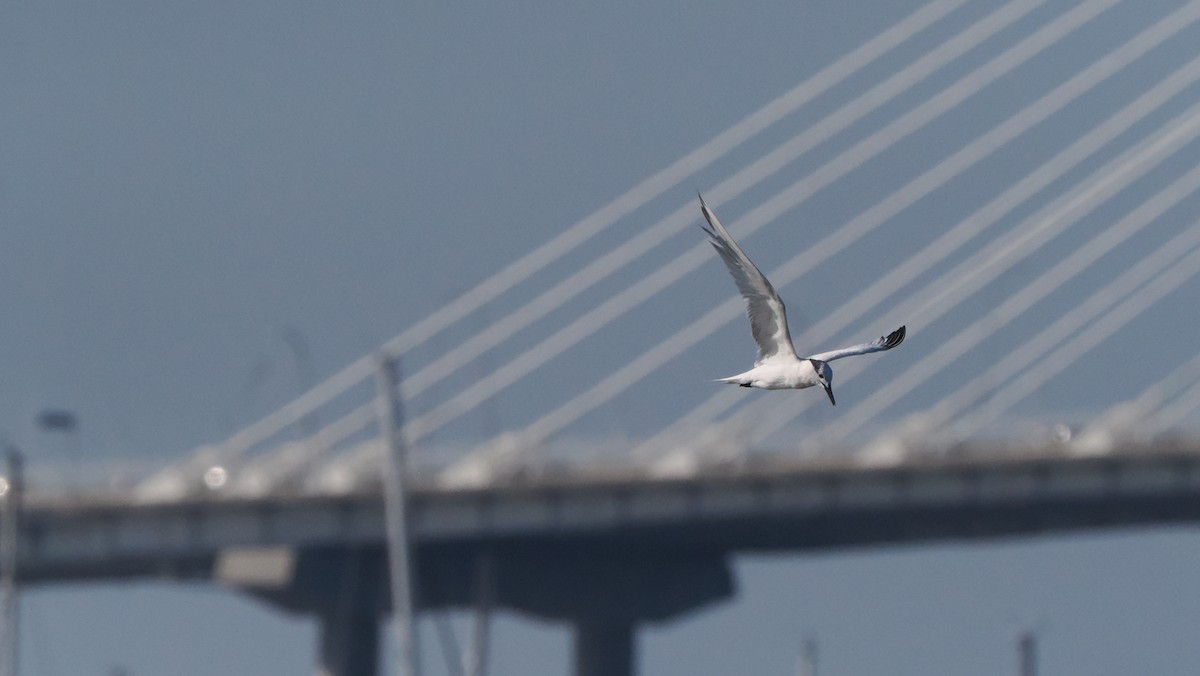 Sandwich Tern - ML638294030