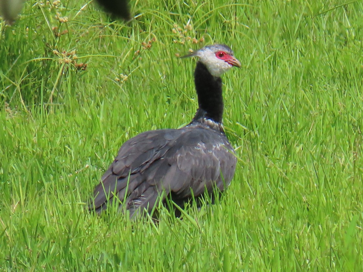 Northern Screamer - ML638294031