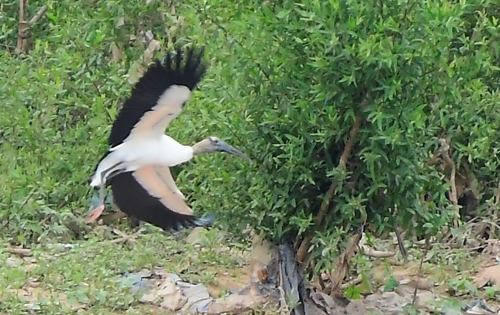 Wood Stork - ML638294032