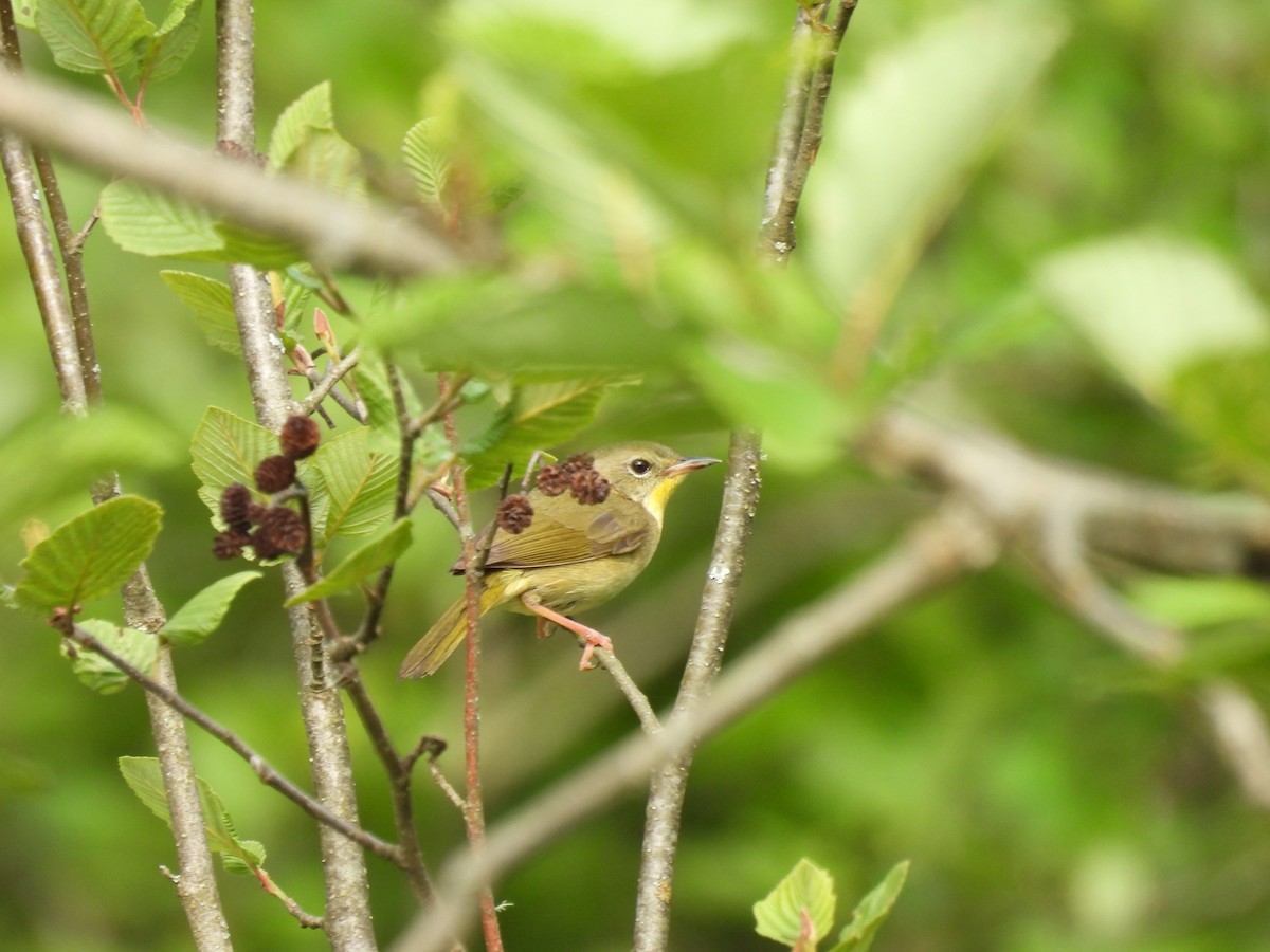 Common Yellowthroat - ML638294036