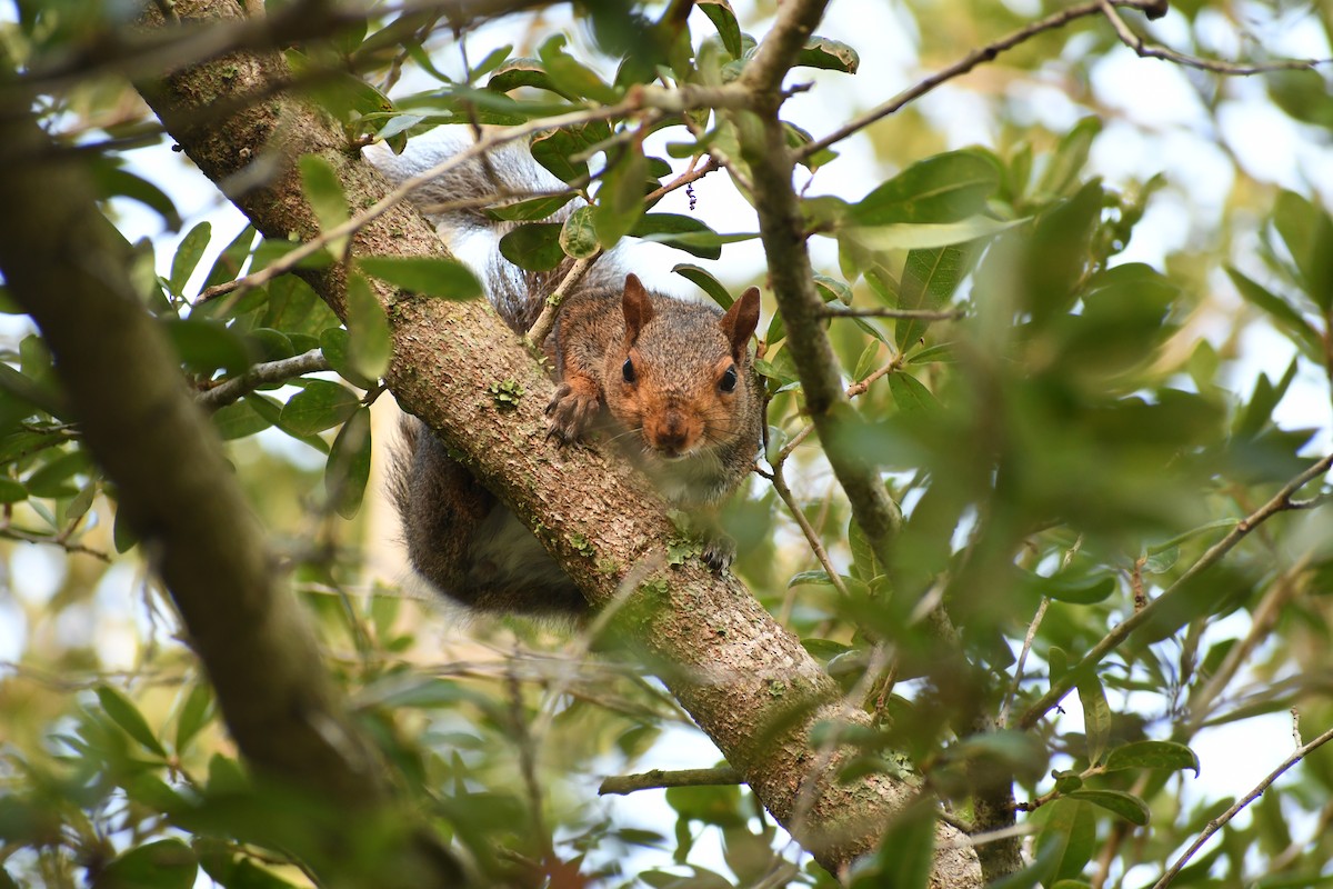 Tree Squirrels - ML638294038