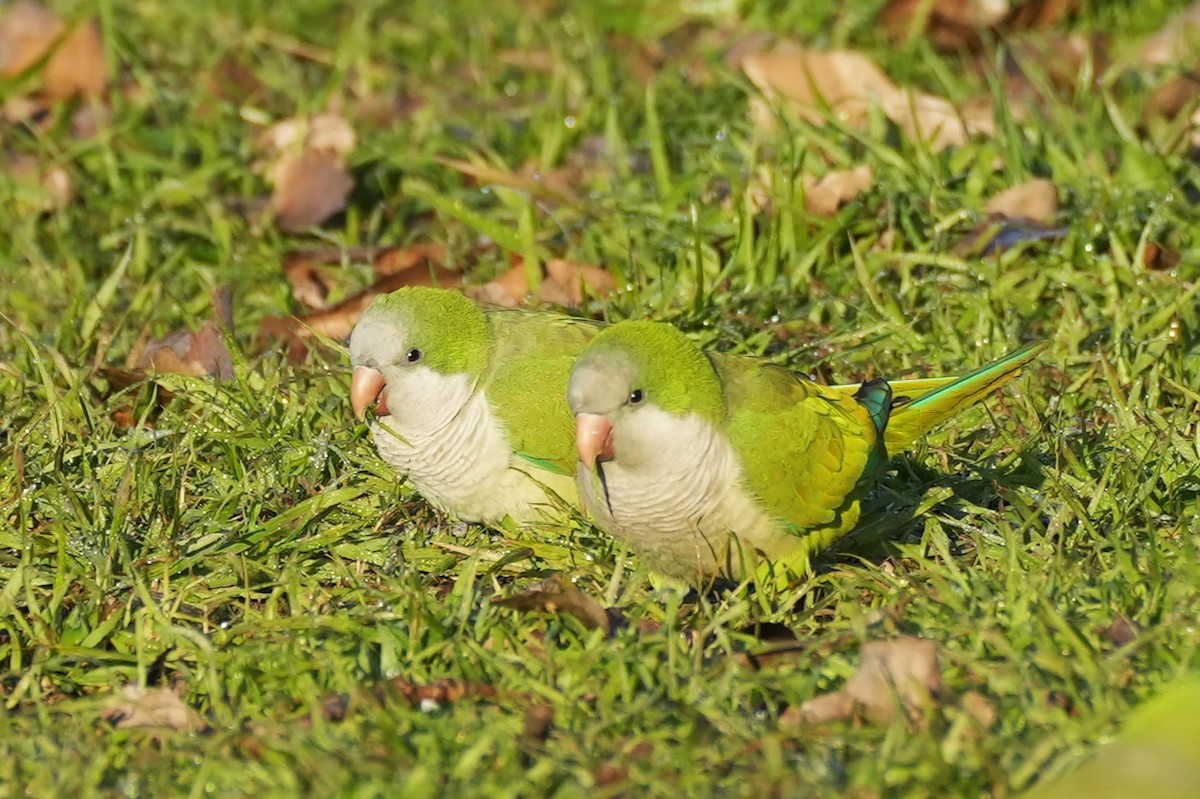 Monk Parakeet - ML638294040