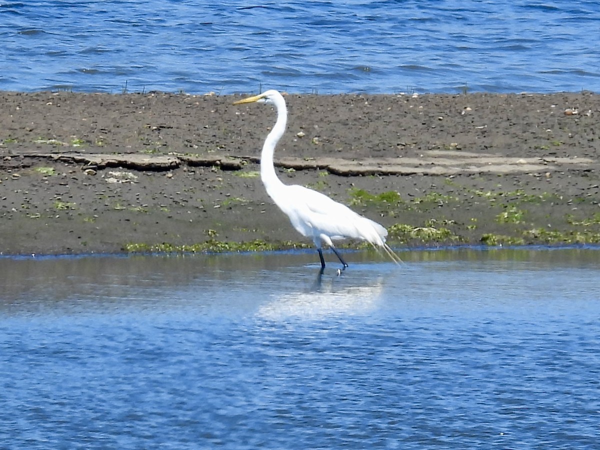 Great Egret - ML638294041