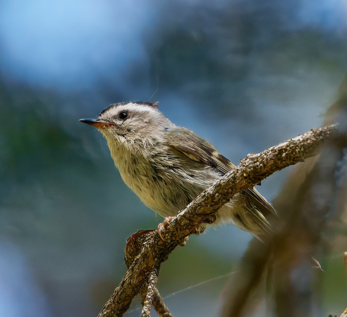 Golden-crowned Kinglet - ML638294043