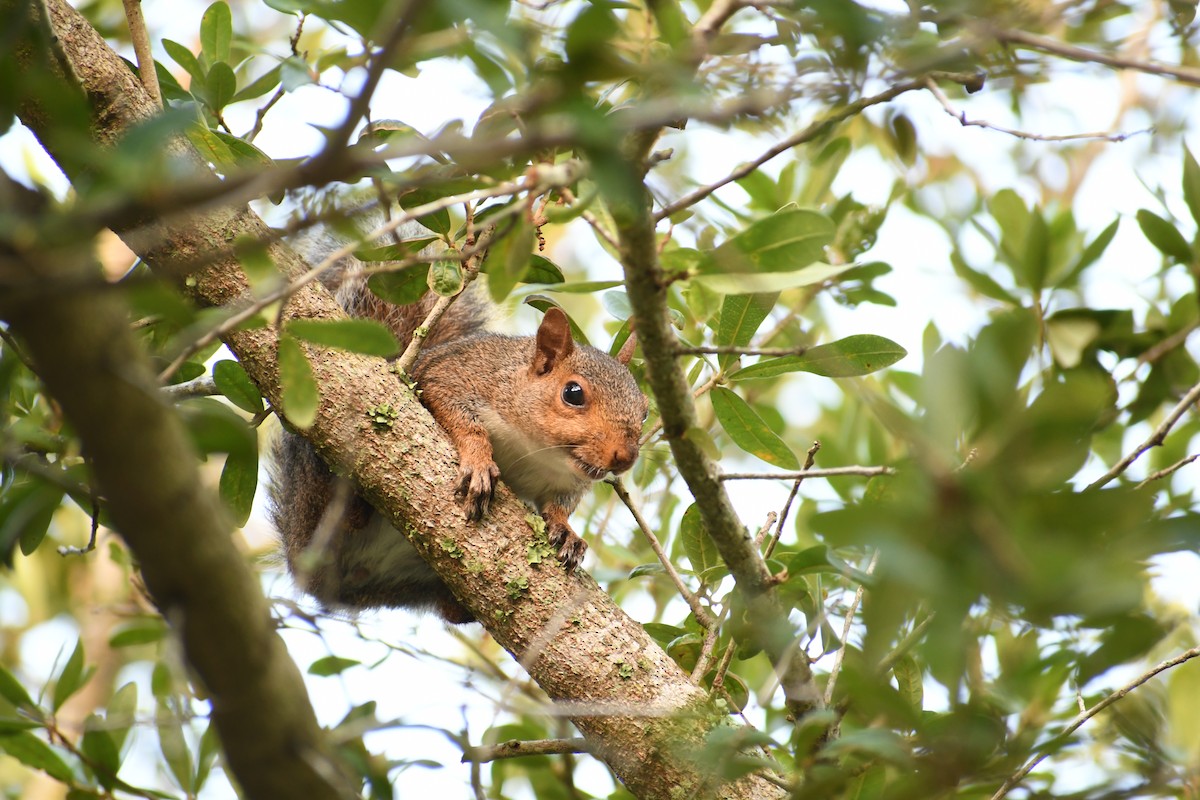 Tree Squirrels - ML638294047