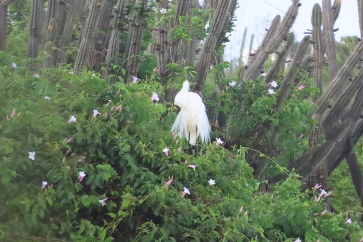 Great Egret - ML638294056