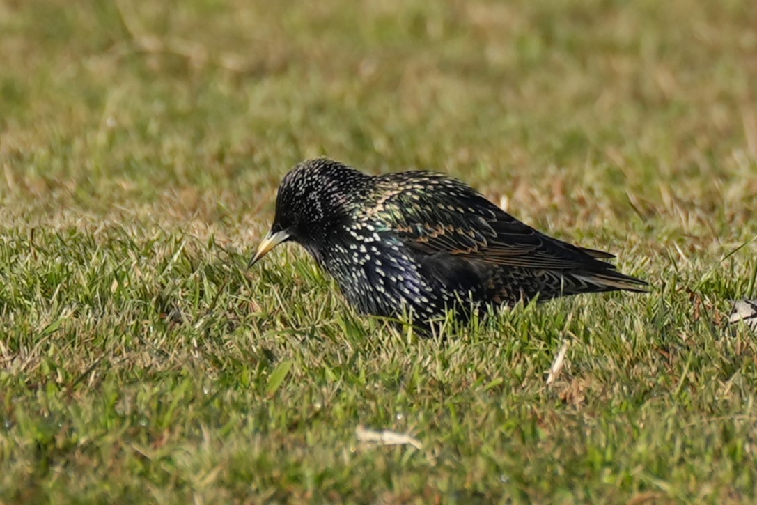 European Starling - ML638294057