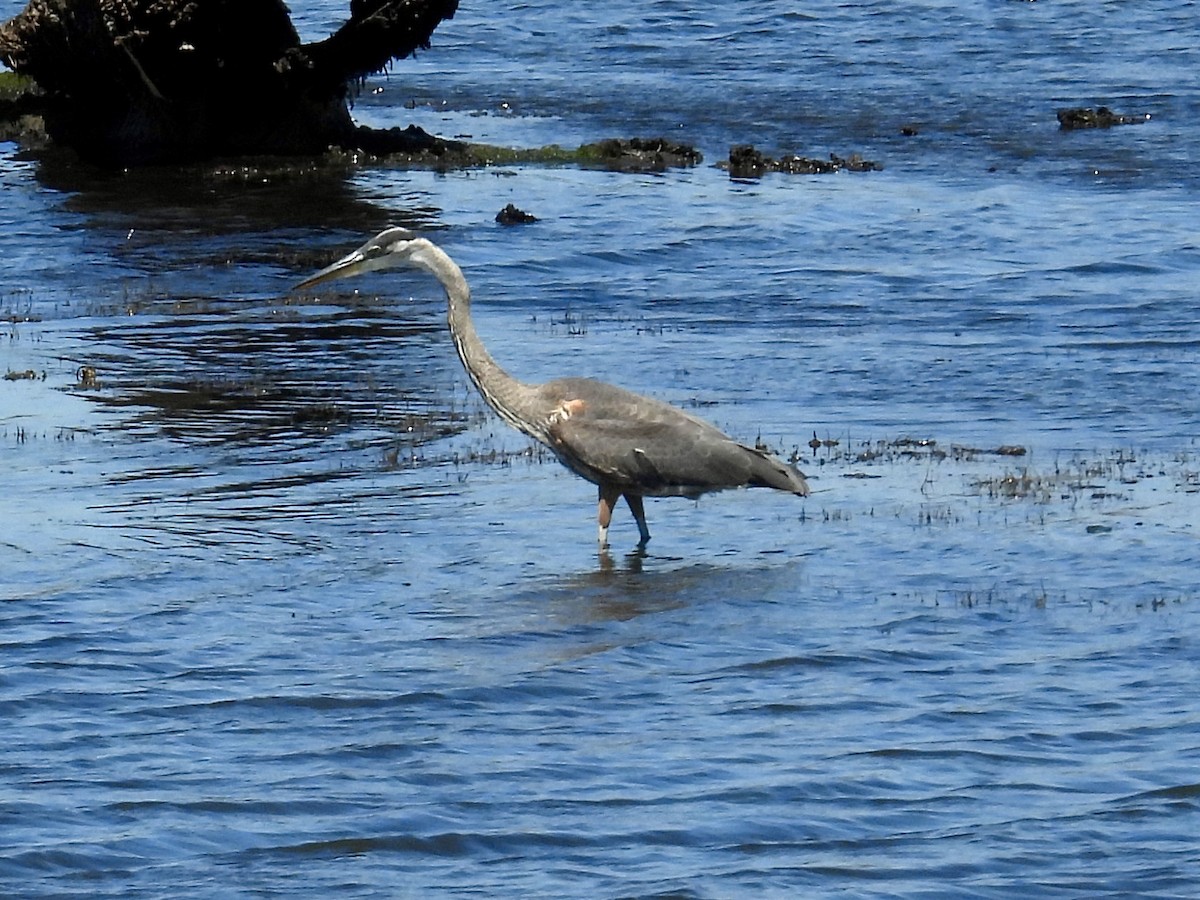 Great Blue Heron - ML638294063