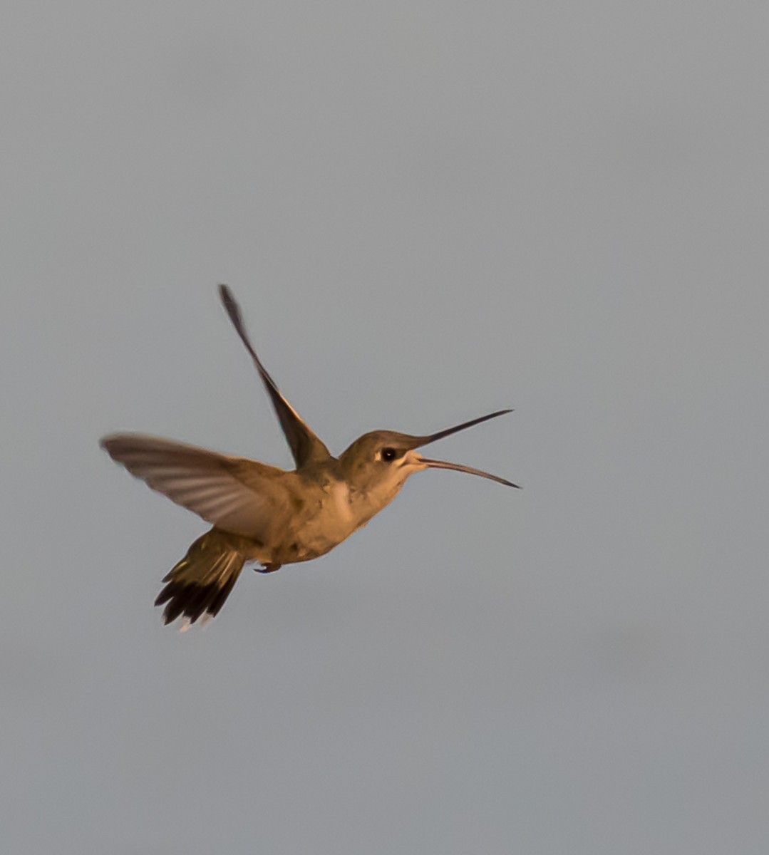 Black-chinned Hummingbird - ML638294066