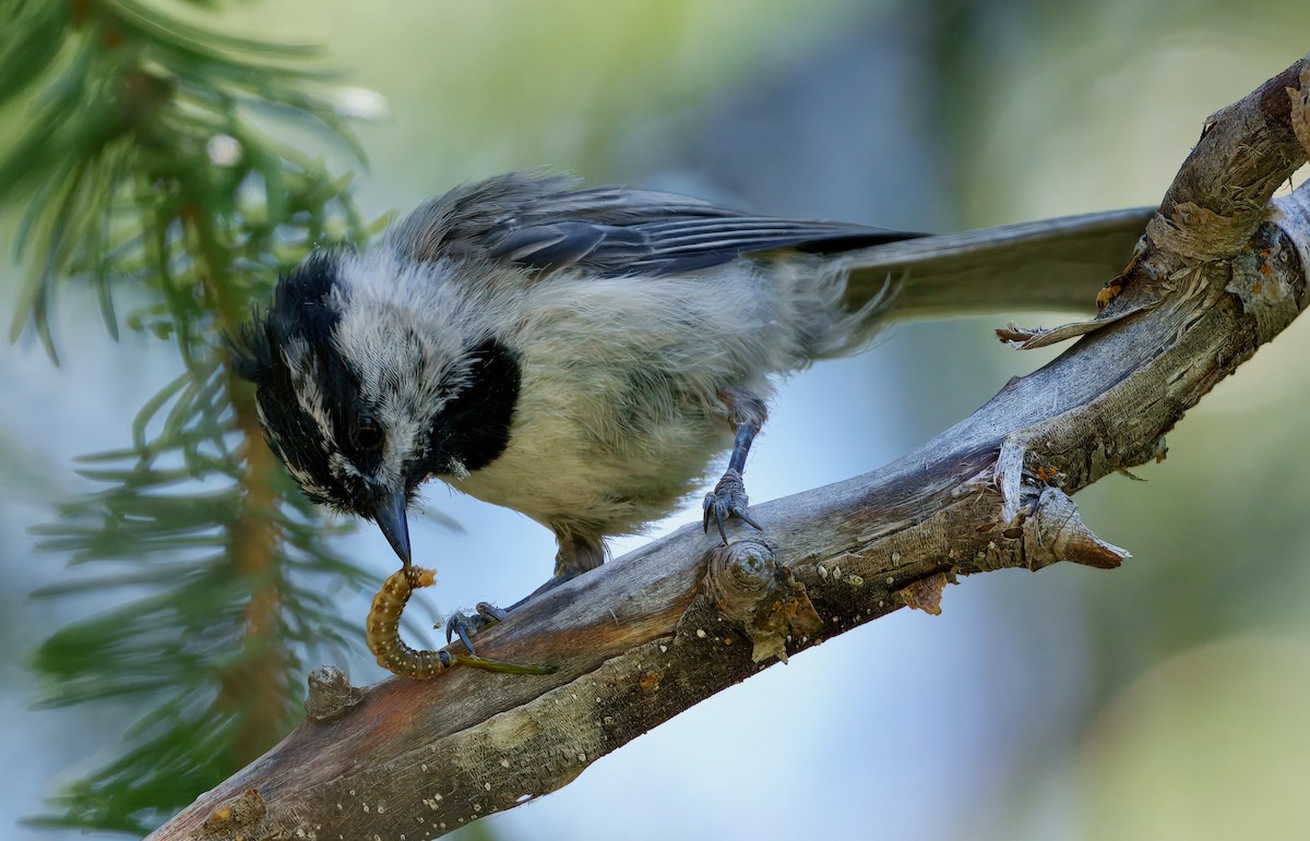 Mountain Chickadee - ML638294070