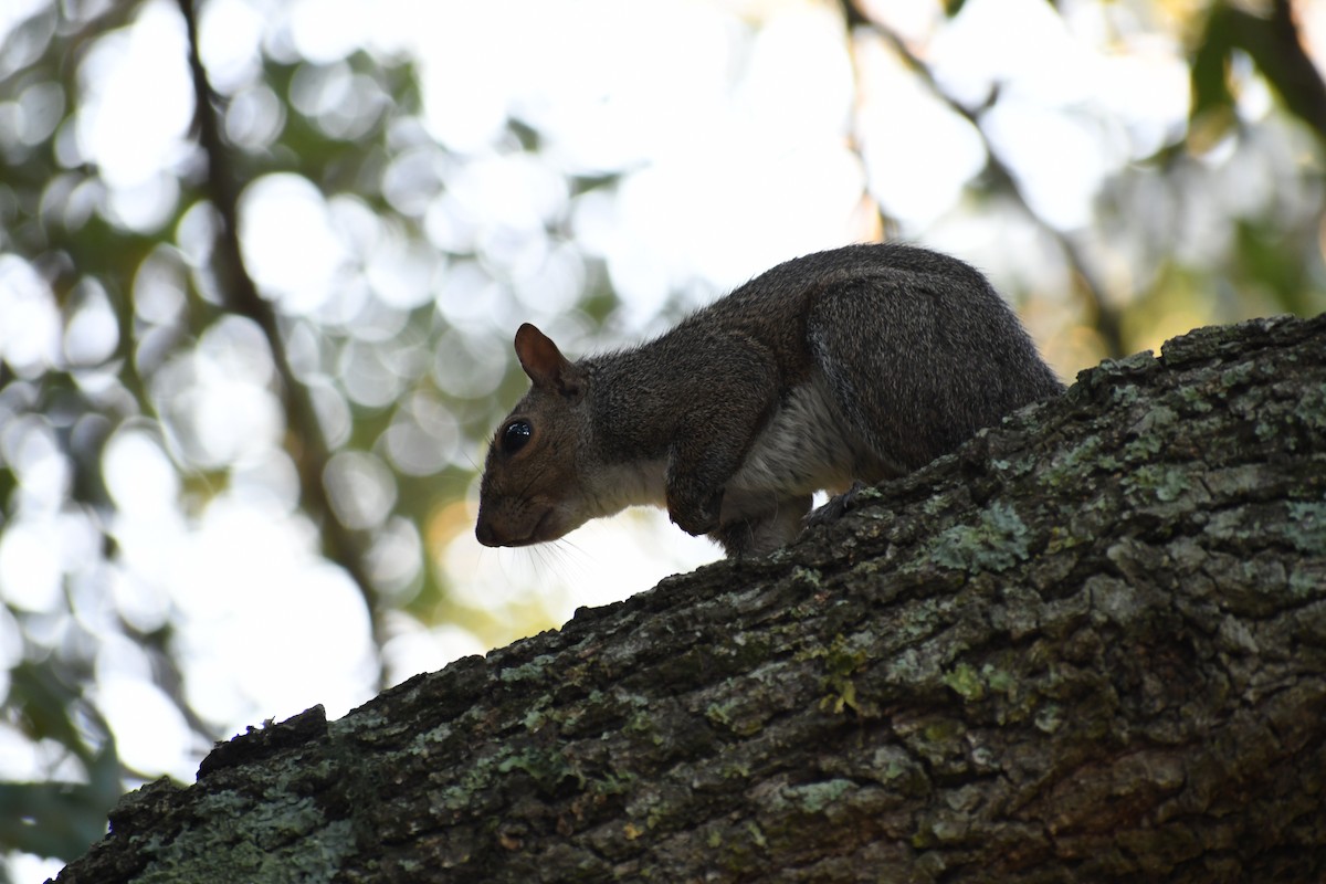 Tree Squirrels - ML638294071