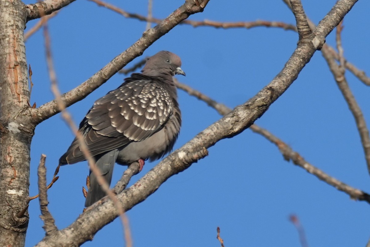 Spot-winged Pigeon - ML638294072