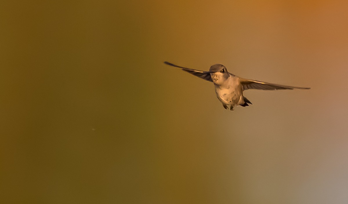 Black-chinned Hummingbird - ML638294073