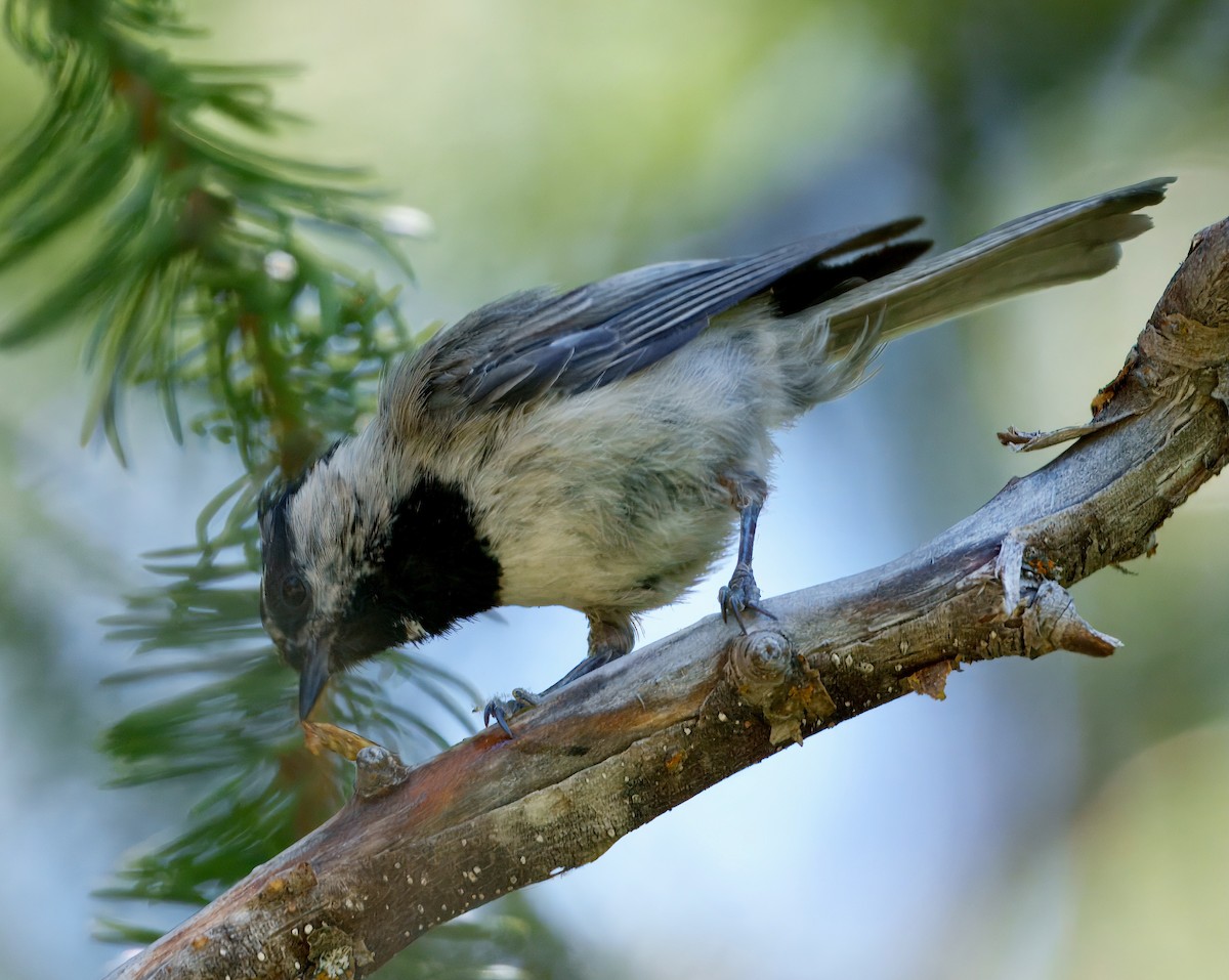 Mountain Chickadee - ML638294074