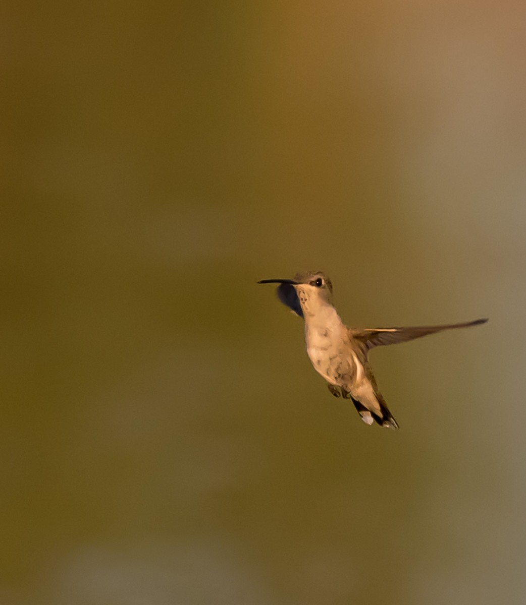 Black-chinned Hummingbird - ML638294076