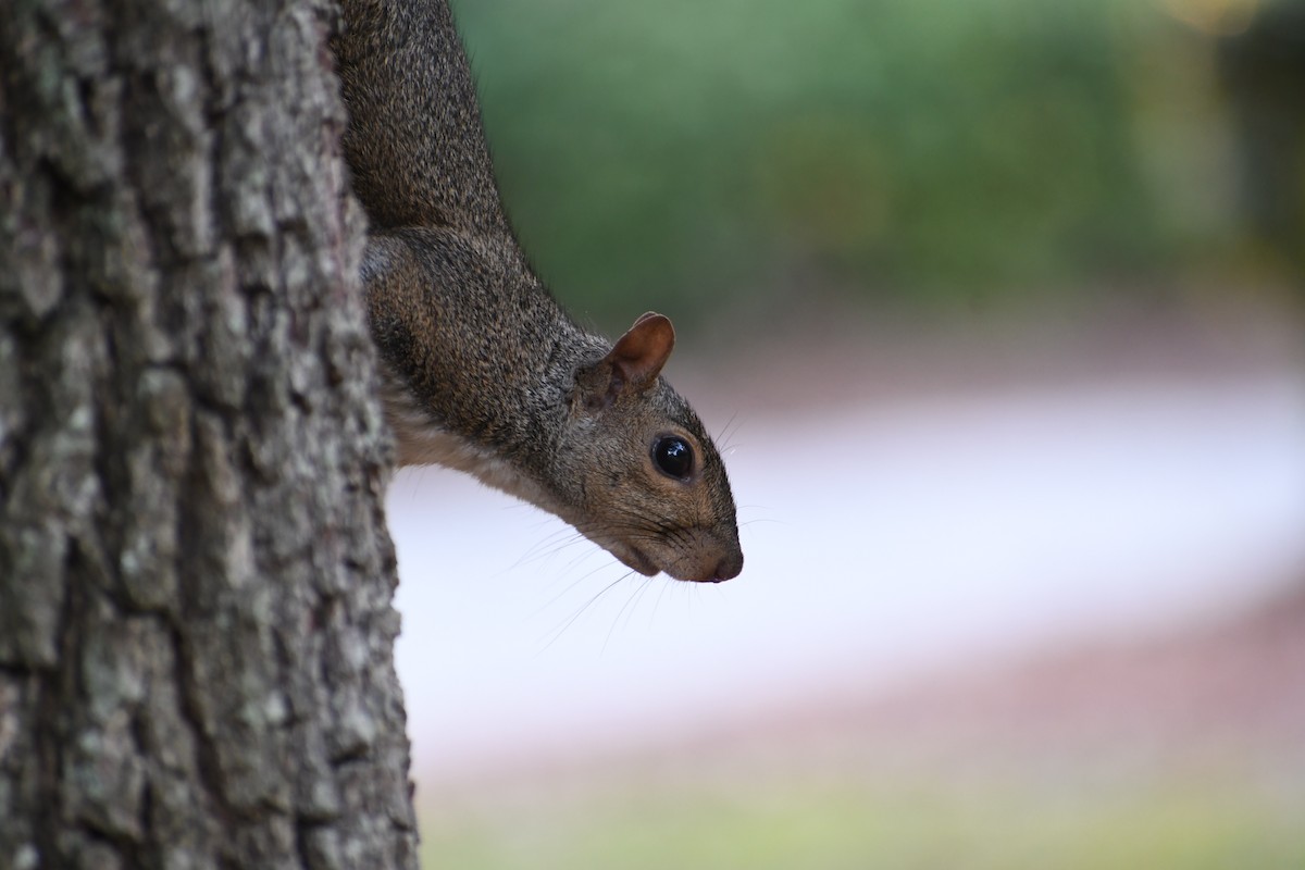 Tree Squirrels - ML638294078