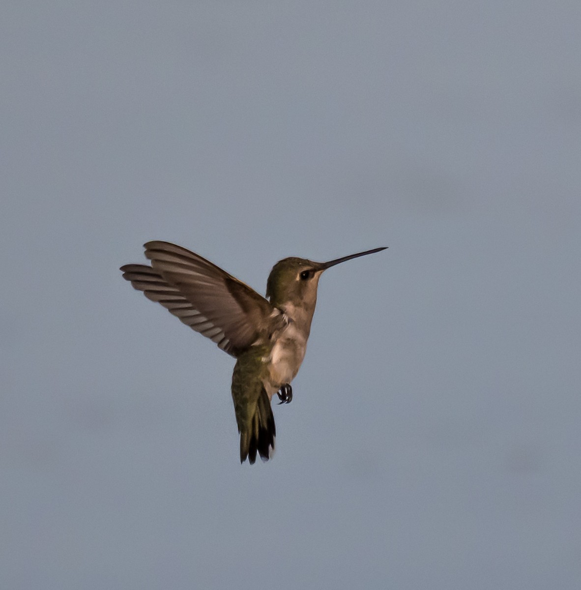 Black-chinned Hummingbird - ML638294089