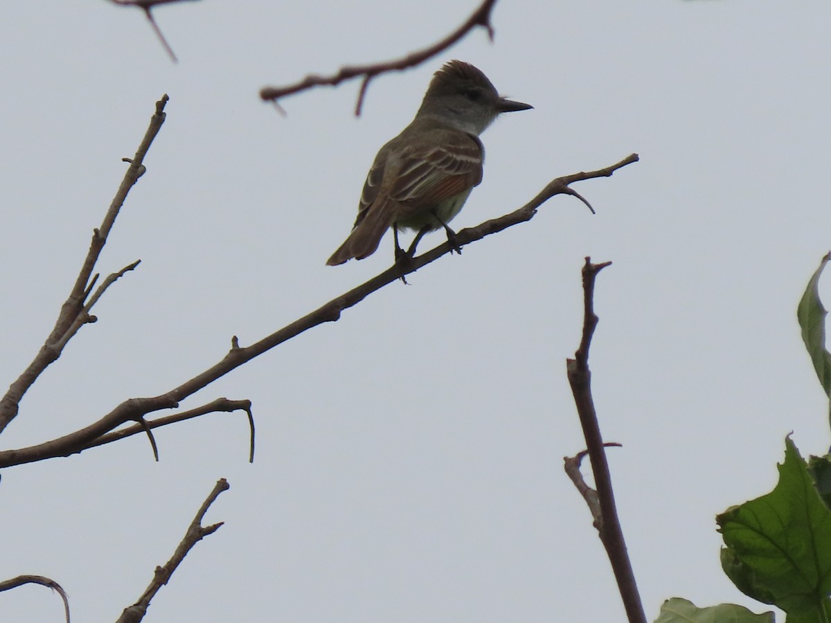 Ash-throated Flycatcher - ML638294090