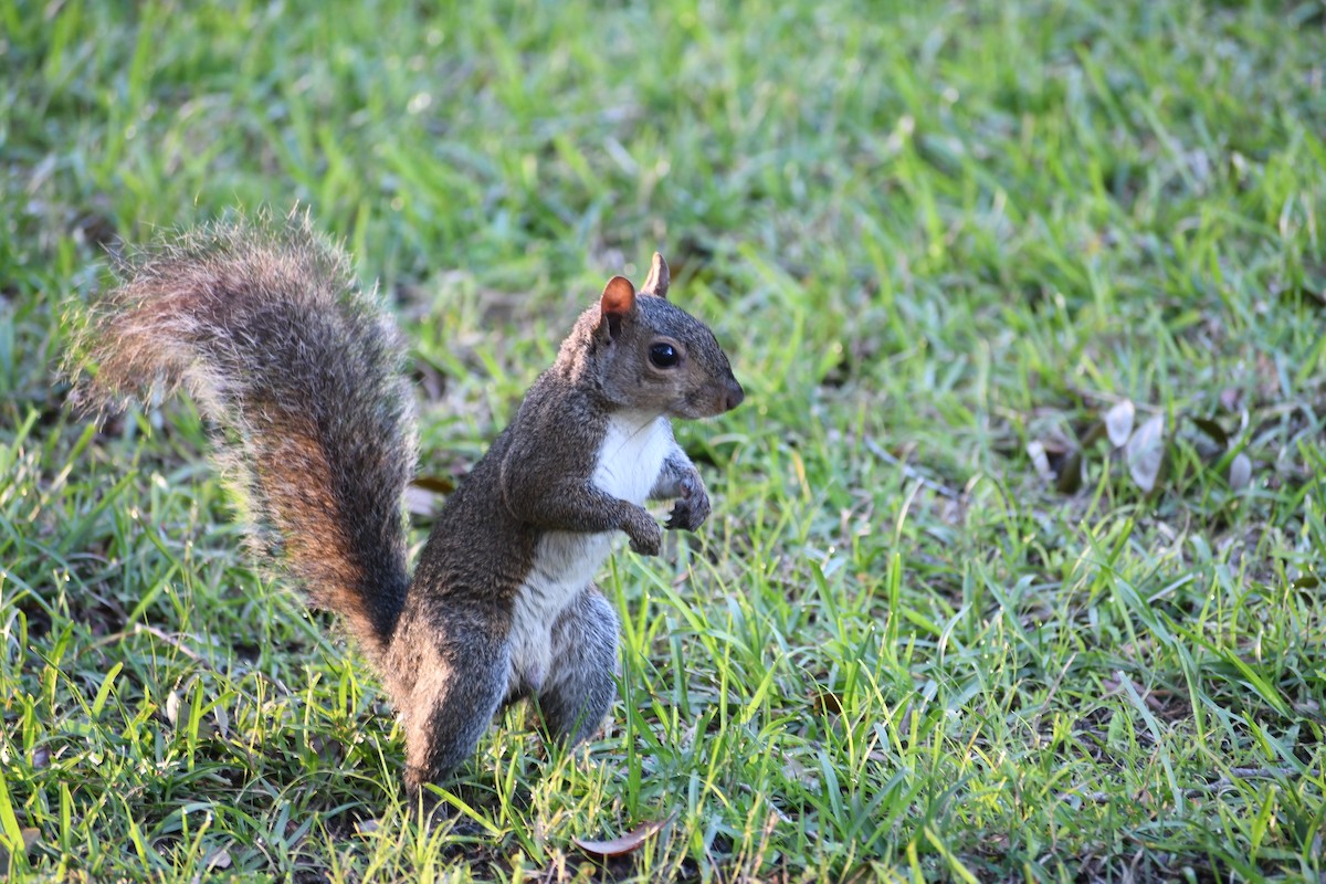 Tree Squirrels - ML638294093