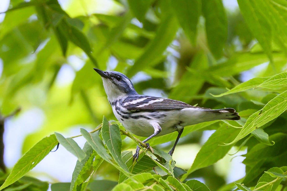 Cerulean Warbler - ML638294096