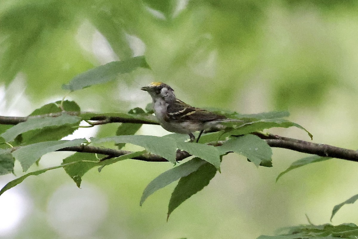 Chestnut-sided Warbler - ML638294097