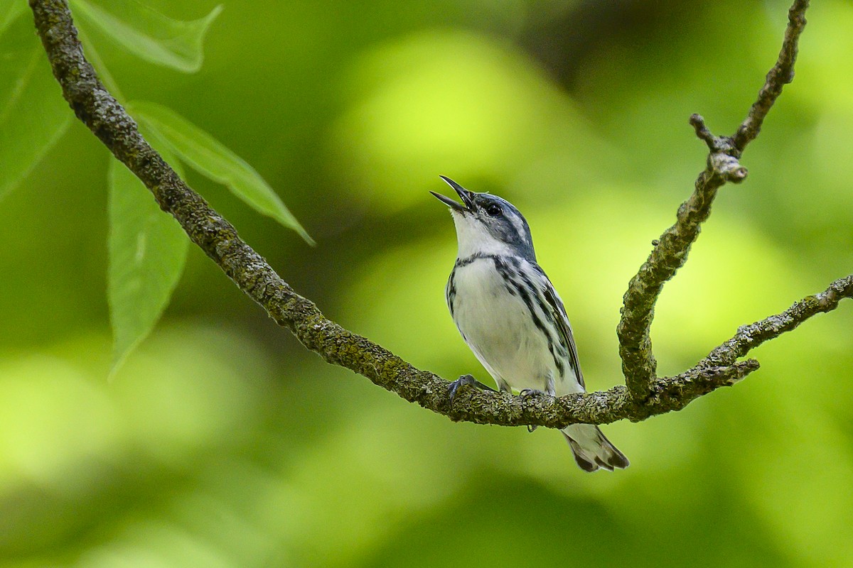 Cerulean Warbler - ML638294098