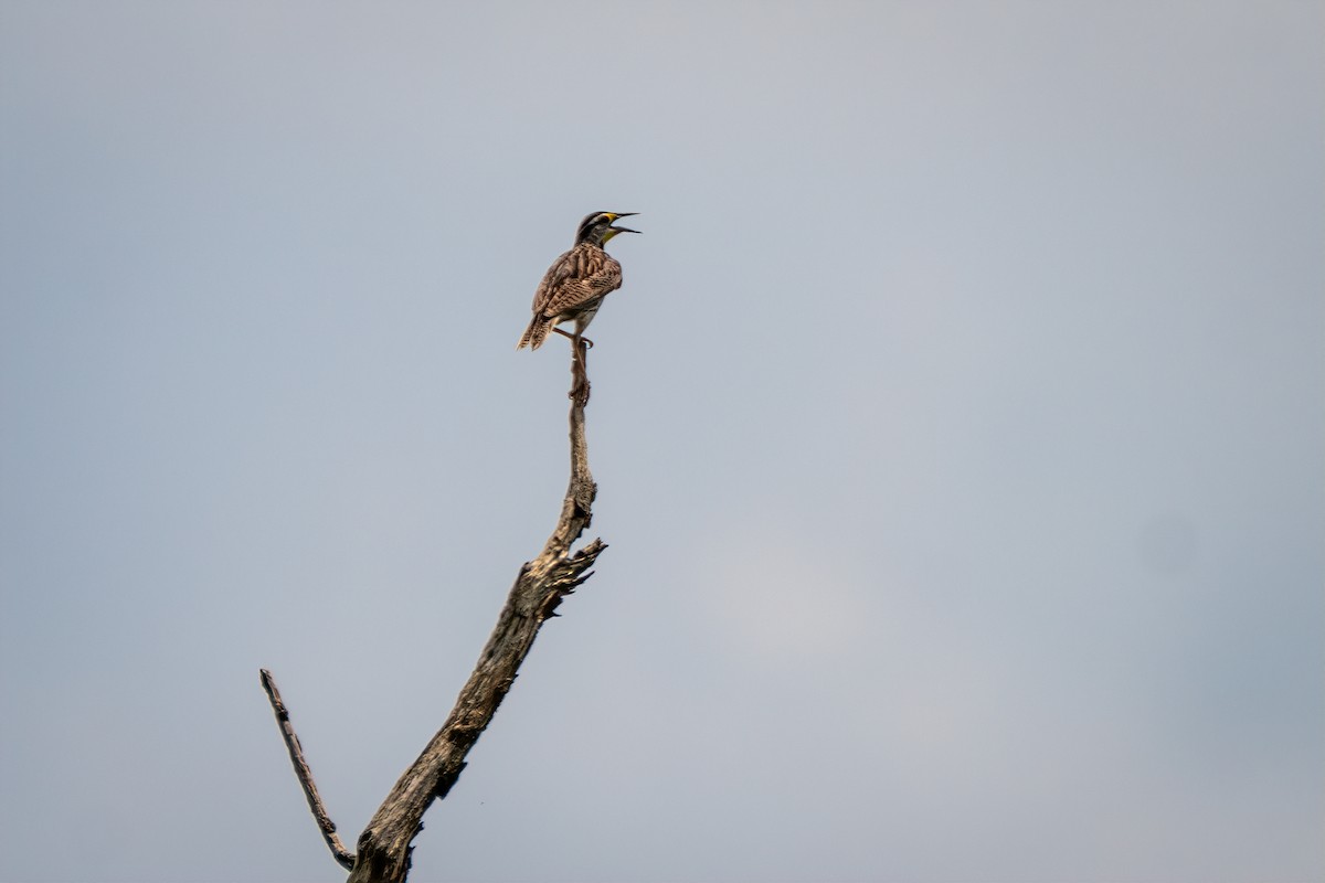 Eastern Meadowlark - ML638294100