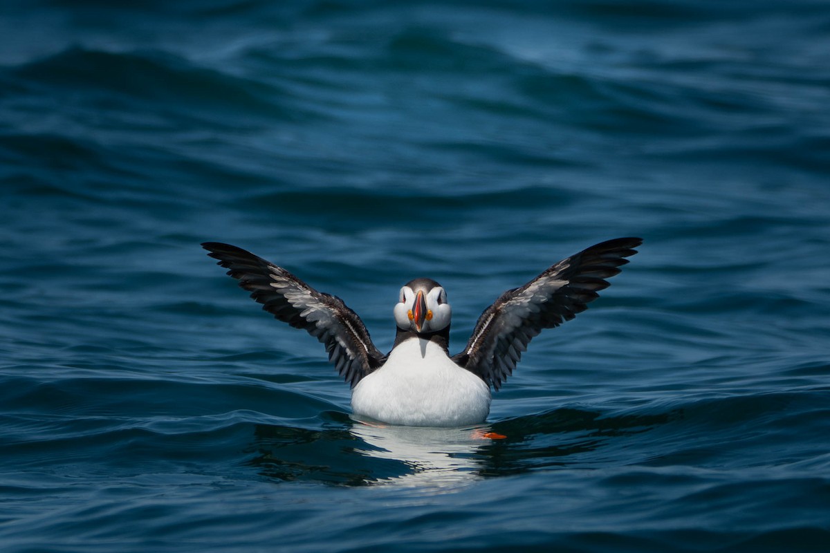 Atlantic Puffin - ML638294101