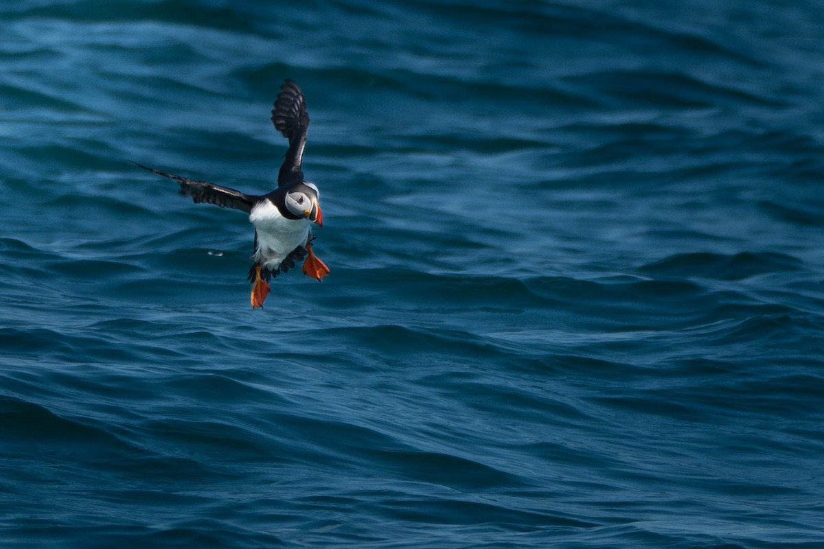 Atlantic Puffin - ML638294103