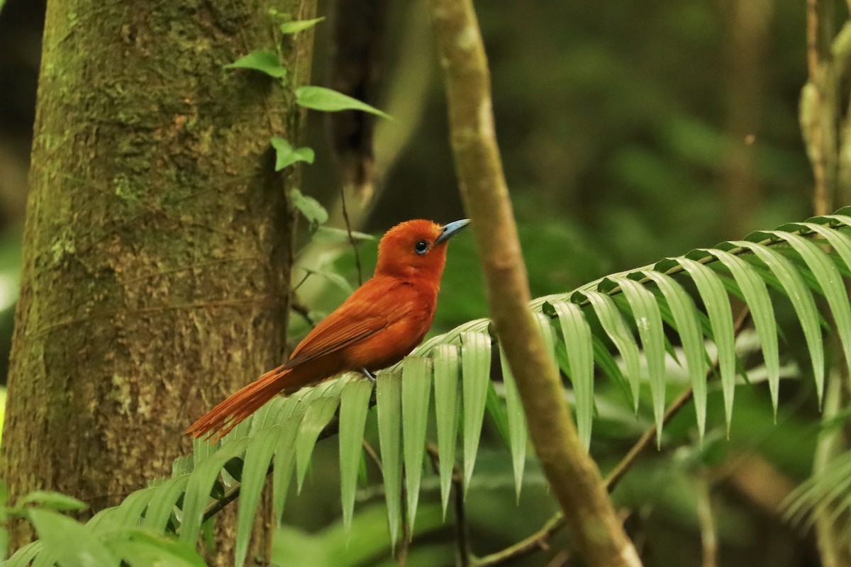 Rufous Paradise-Flycatcher - ML638294104