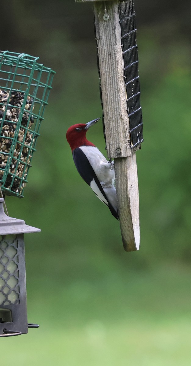 Red-headed Woodpecker - ML638294105
