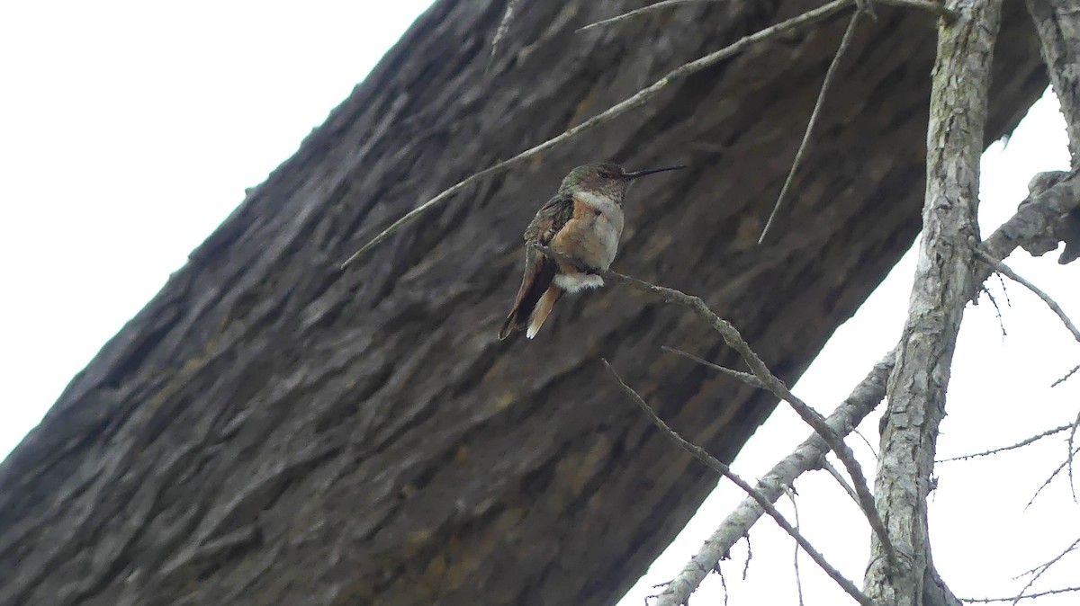 Rufous/Allen's Hummingbird - ML638294106