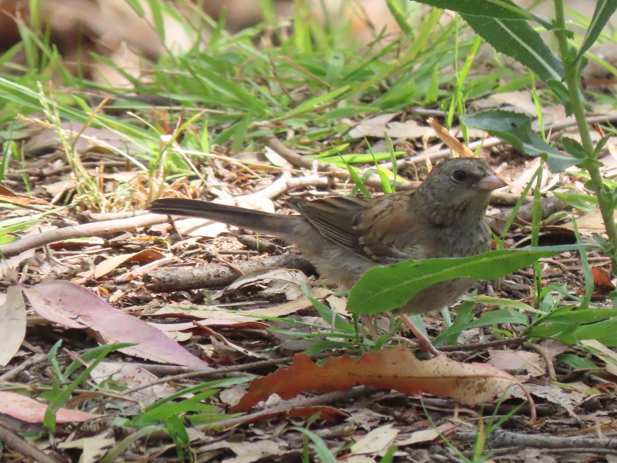 Dark-eyed Junco (Oregon) - ML638294109