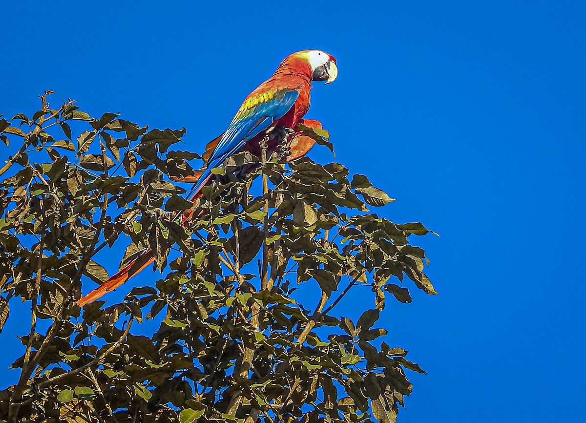Scarlet Macaw - ML638294110